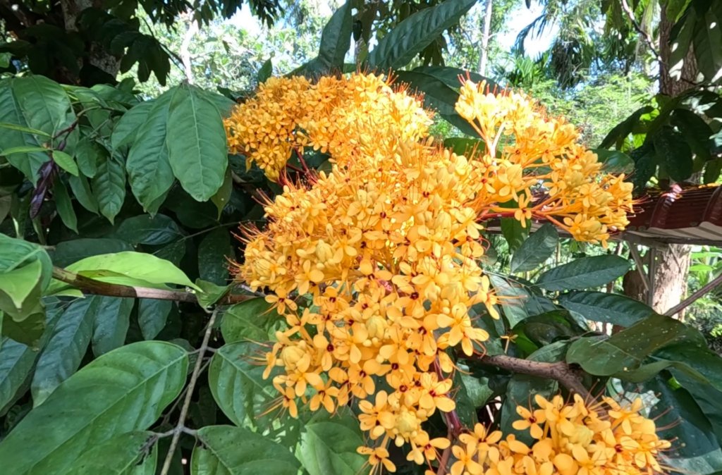 asoka_1