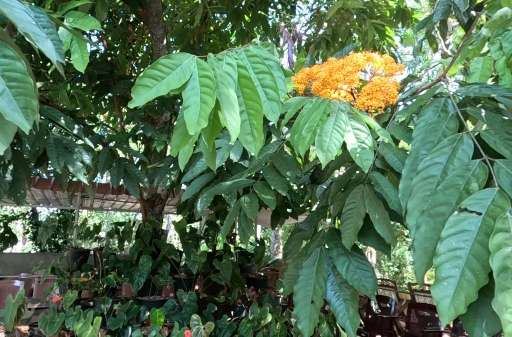 asoka_3